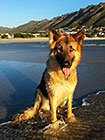 Sheba posing on beach