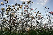 cosmos flowers