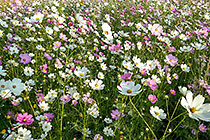 cosmos flowers