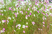 cosmos flowers