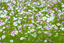 cosmos flowers