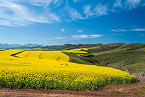 canola crop fields