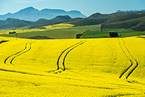 patterns in canola crop fields