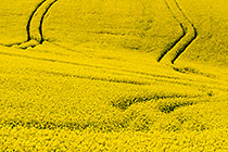 Canola Parallels