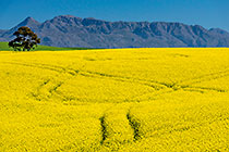 Canola