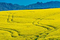 Canola Catchment
