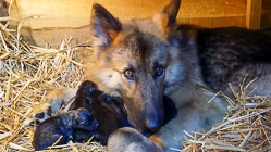 Sheba dog with puppies