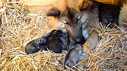 Sheba dog with puppies
