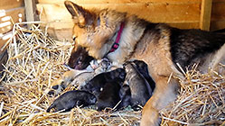 Sheba dog with puppies