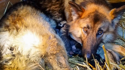 Sheba dog with puppies