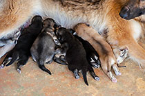 Sheba dog with puppies