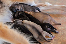 Sheba dog with puppies