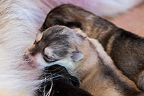Sheba dog with puppies