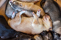 Sheba dog with puppies