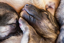 Sheba dog with puppies