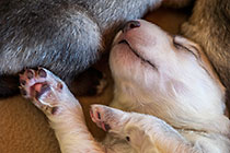 Sheba dog with puppies