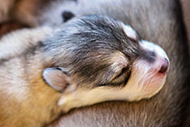 Sheba dog with puppies