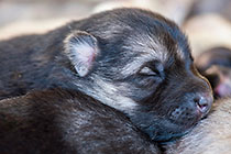 Sheba dog with puppies