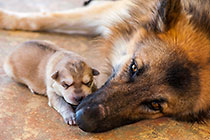 Sheba dog with puppies
