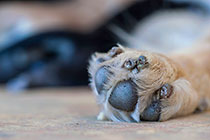 Sheba dog with puppies