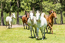 Horses