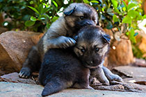 Sheba dog puppies