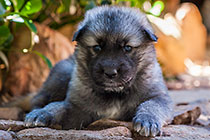Sheba dog puppies