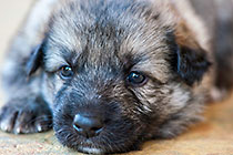 Sheba dog puppies