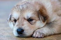 Sheba dog puppies