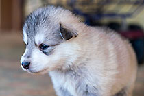 Sheba dog puppies