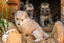 Sheba dog puppies