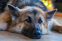Sheba dog