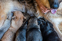 Sheba dog & puppies