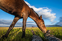 young wild horse playing with Paul feet