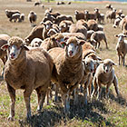 sheeps in field