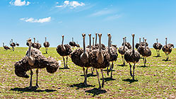 Ostriches