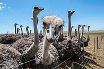 ostrich birds