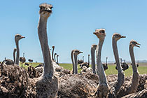 ostrich birds