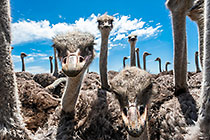 Ostriches
