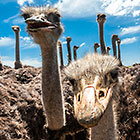 Ostriches