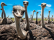 Ostriches