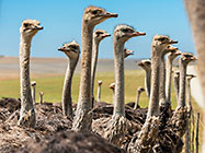 Ostriches