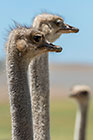 ostrich birds