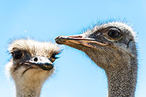 Ostriches