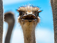 Ostriches
