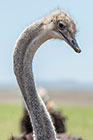 ostrich birds