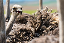 Plumage