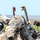 ostrich birds