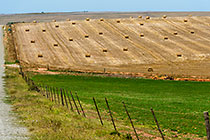 hay rolls in wheat fields
