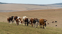 Cows